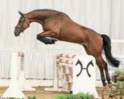 jumper Sundance P (Hanoverian, 2010, from Stalypso)