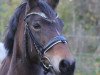 dressage horse Wiechhof's New Beauty (New Forest Pony, 2006, from Morning Risto)