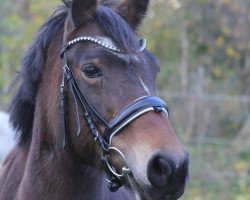 dressage horse Wiechhof's New Beauty (New Forest Pony, 2006, from Morning Risto)