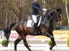 dressage horse Don Dressage (Hanoverian, 2011, from Don Schufro)