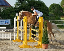 jumper Nevada 205 (Haflinger, 2006, from Nadino II (6,25% ox))