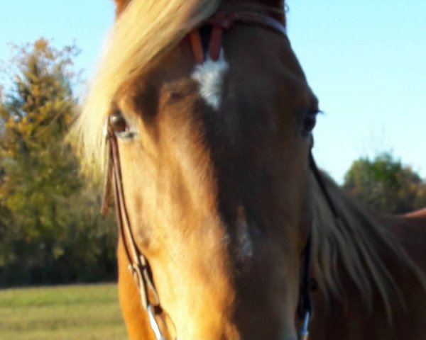 horse Saphira 105 (German Riding Pony, 2004, from Adona Ibn Shaitan)