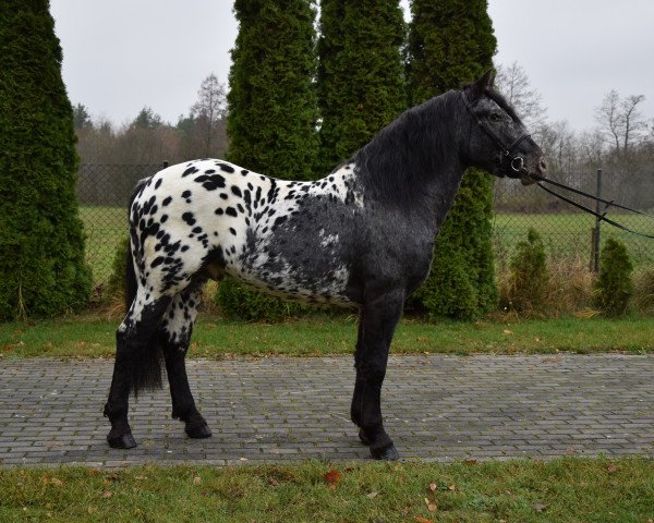 horse Egzamin (Polish Warmblood, 2017)