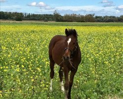 dressage horse Express Coco Bay (German Riding Pony, 2020, from Dreidimensional AT NRW)