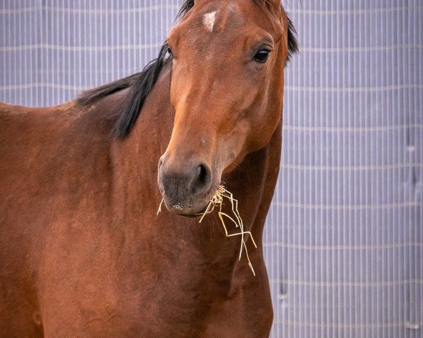 dressage horse Frieda (Hanoverian, 2017, from Fahrenheit's Flynstone)