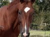 dressage horse Grand Classic 5 (Polish Warmblood, 2012, from Cassilio)