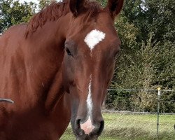 dressage horse Grand Classic 5 (Polish Warmblood, 2012, from Cassilio)