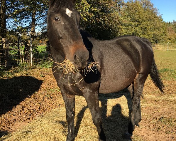 broodmare Liane (German Warmblood, 1998, from Lacour)