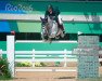 jumper H5 Quintol (Oldenburg show jumper, 2005, from Quintender 2)