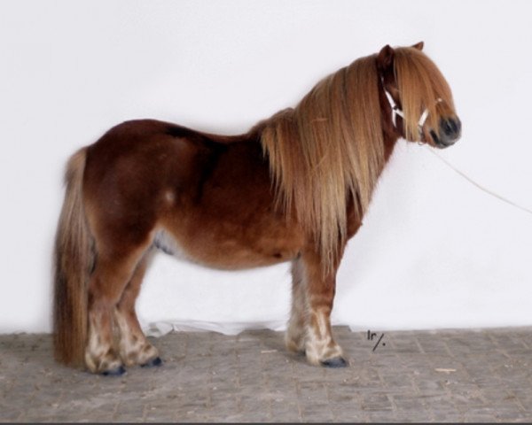 Deckhengst Ysbrand vd Lingewaard (Shetland Pony, 2006, von Kotonofico van Stal Brammelo)