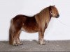 Deckhengst Ysbrand vd Lingewaard (Shetland Pony, 2006, von Kotonofico van Stal Brammelo)