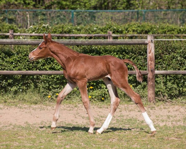 Springpferd Q'uq'umatz HWH Z (Zangersheide Reitpferd, 2019, von Quilimbo)