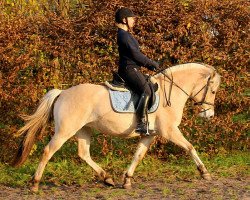 broodmare Ulrikas Lone (Fjord Horse, 2013, from Granit Halsnæs)