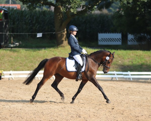 dressage horse Silvermonds Northern Dancer (German Riding Pony, 2012, from Nemax)