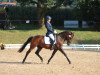 dressage horse Silvermonds Northern Dancer (German Riding Pony, 2012, from Nemax)