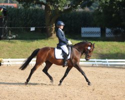 Dressurpferd Silvermonds Northern Dancer (Deutsches Reitpony, 2012, von Nemax)