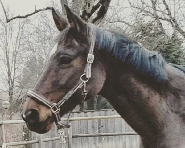 dressage horse Wajomi (Bavarian, 2005, from D'Artagnan Classic)