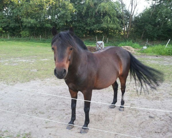 dressage horse Morningstar (Dartmoor Pony, 2003)
