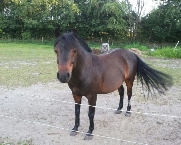 Dressurpferd Morningstar (Dartmoor-Pony, 2003)