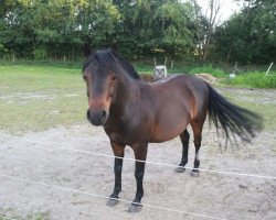 dressage horse Morningstar (Dartmoor-Pony, 2003)