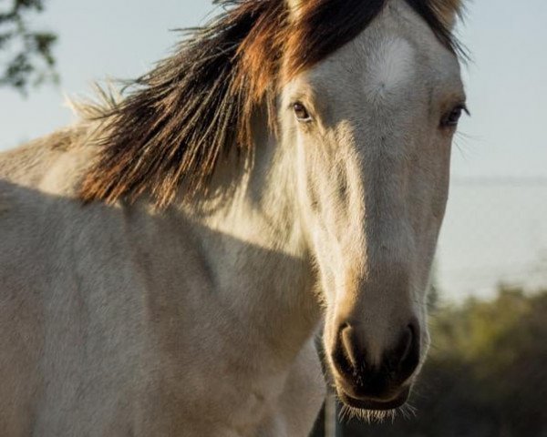 horse Podemo (Lusitano,  )