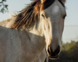 horse Podemo (Lusitano,  )