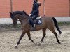 jumper Flying Dream 25 (German Riding Pony, 2008, from For Kids Only)