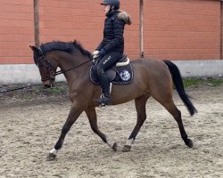 Springpferd Flying Dream 25 (Deutsches Reitpony, 2008, von For Kids Only)