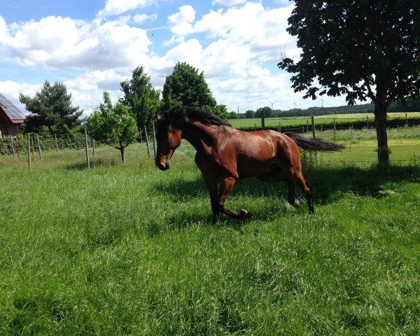 Springpferd Powers Cadillac (Westfale, 2008, von Carving)