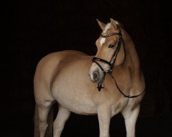 dressage horse Houerd (Haflinger, 2003, from Hofkönig)