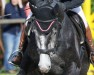 jumper Utopia L (Oldenburg show jumper, 2012, from Classe VDL)