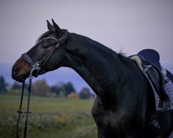 jumper Polartanz 5 (Trakehner, 2014, from Abendtanz)