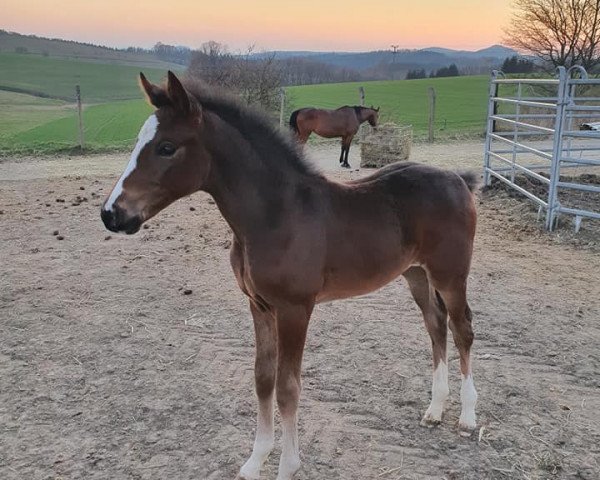 broodmare Amaryllis BL's Z (Zangersheide riding horse, 2020, from Spezial Color R)