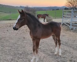 broodmare Amaryllis BL's Z (Zangersheide riding horse, 2020, from Spezial Color R)