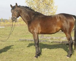 Deckhengst Hanch (Russisch Trakehner, 1998, von Herson)