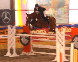 jumper Askido 2 (German Sport Horse, 2008, from Asklepios)