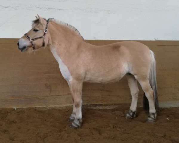 Pferd Utanella (Fjordpferd, 1999, von Halldor)