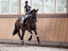 dressage horse La Peregrina (Hanoverian, 2008, from Londontime)