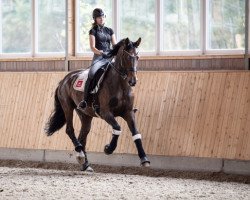 dressage horse La Peregrina (Hanoverian, 2008, from Londontime)