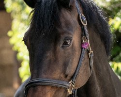 dressage horse Graciah (Rheinländer, 2003, from Goethe)