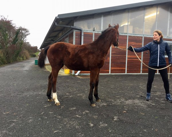 broodmare Shaqiri Siraxta Z (Zangersheide riding horse, 2017, from Sandro Boy)