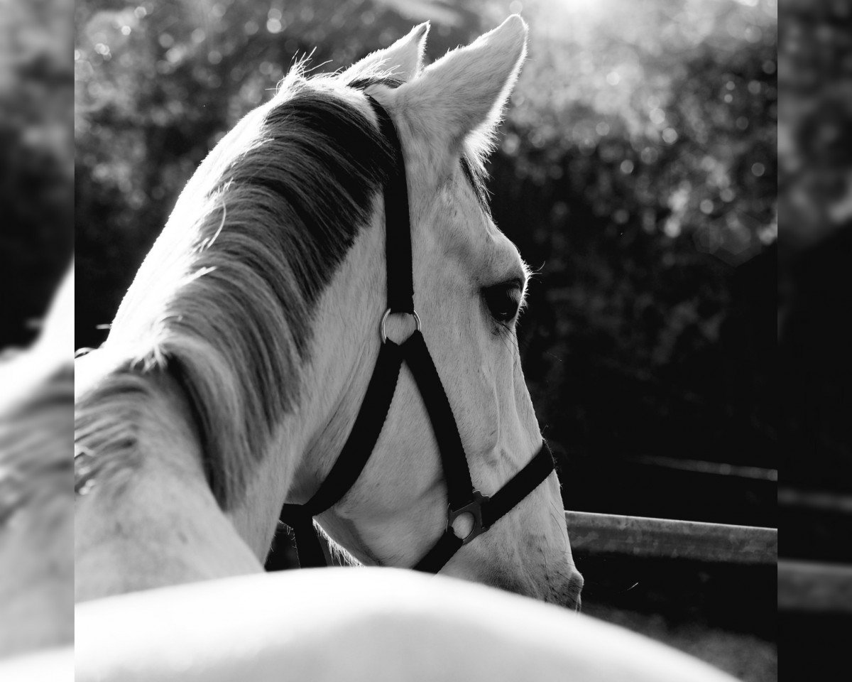 jumper Carolinchen Z (Zangersheide riding horse, 2015, from Charisma)