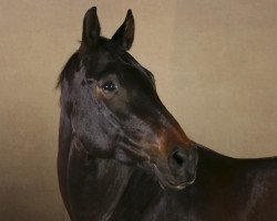 Dressurpferd Auenfee GSH (Österreichisches Warmblut, 2009, von Danny Wilde)