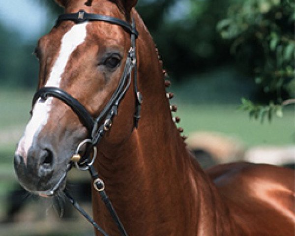 stallion Enanco S (Hanoverian, 1993, from Espri)