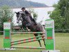 jumper Utopia L (Oldenburg show jumper, 2012, from Classe VDL)