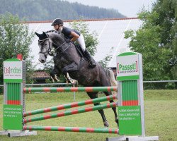 jumper Utopia L (Oldenburg show jumper, 2012, from Classe VDL)