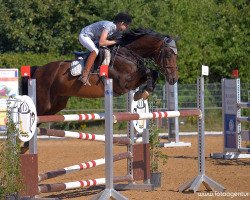 jumper Captain Jack 18 (Hanoverian, 2003, from Contendro I)