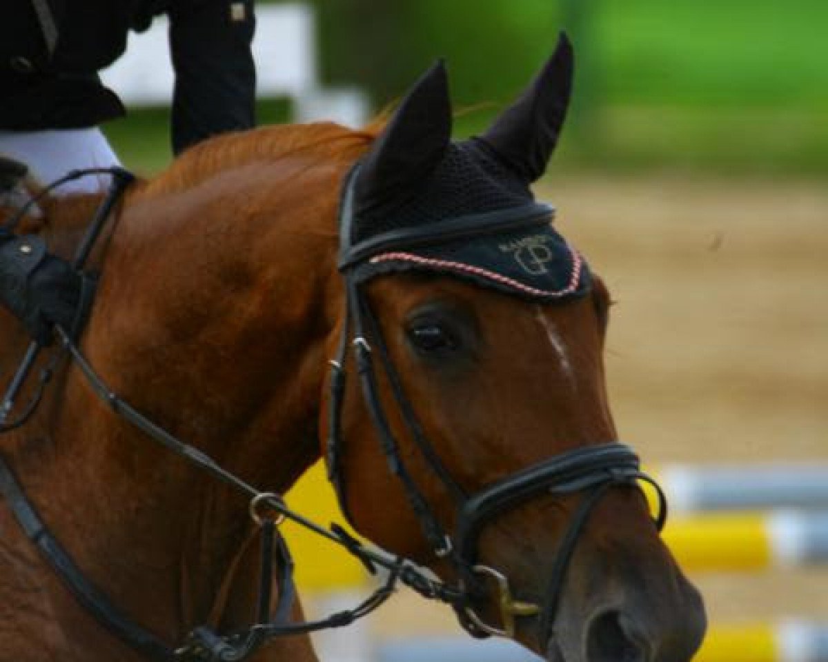 horse Ganny F (Württemberger, 2009, from Casinos)