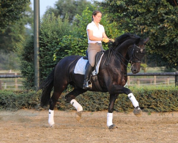 dressage horse Danilo De Vito (Westphalian, 1999, from Danny de Vito 2)