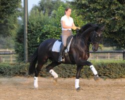 dressage horse Danilo De Vito (Westphalian, 1999, from Danny de Vito 2)